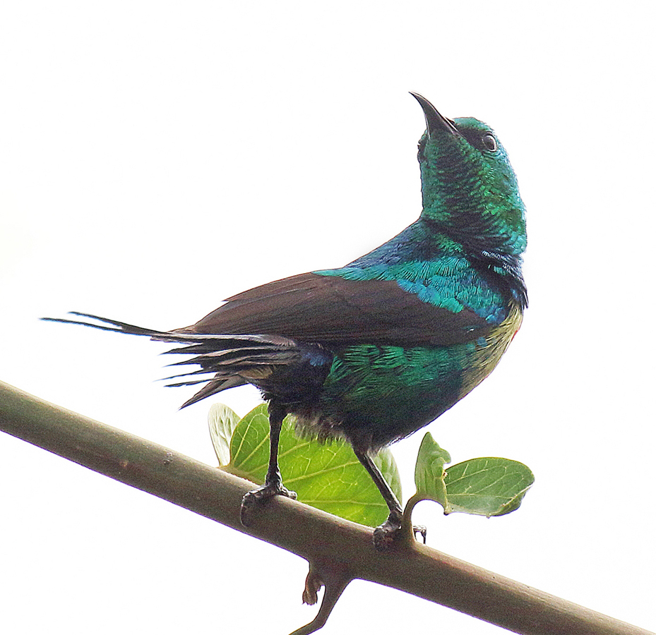 Beautiful Sunbird - Peter Bagnall